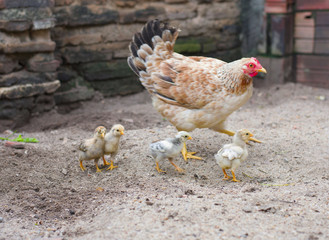 galinha e pintinhos do quintal