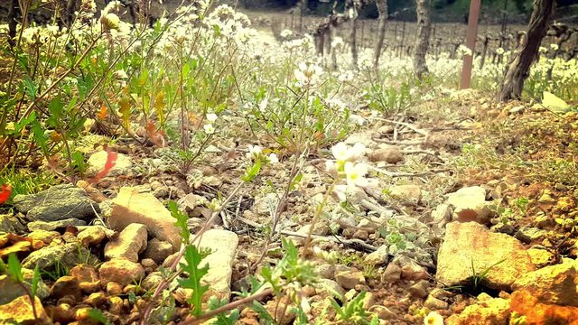 Diplotaxis (false rocket) in the vineyards