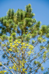 UBATUBA - NATURE - BRAZIL