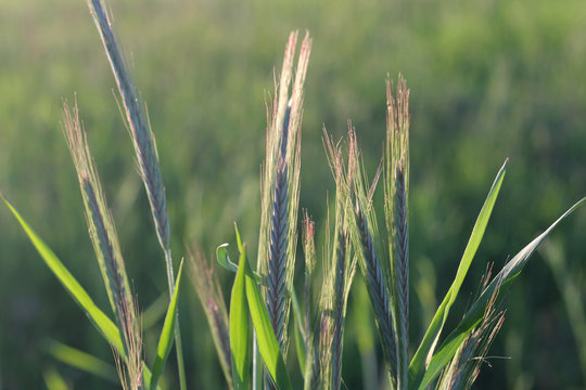 Barley. Cereals. Landscape and Agriculture.	
