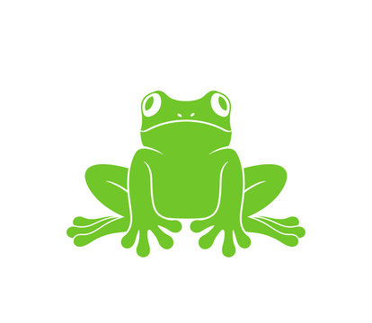 Red eye frog. Tree frog. Isolated frog on white background
