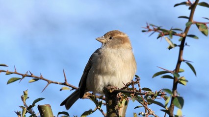 Female house sparrow