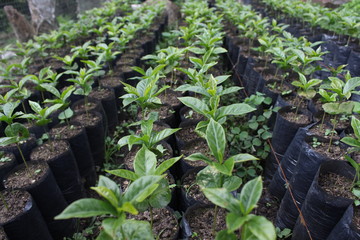 SIEMBRA DE PLANTAS DE CAFE