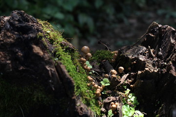 HONGO 