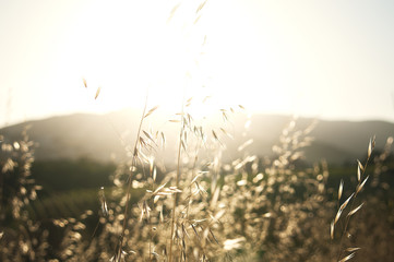 Hora dorada con trigo en el sol, imagen potente limpia y calida