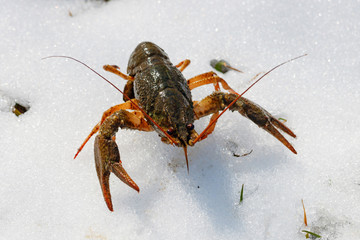 Cancer on the snowy shore of the pond on a sunny spring day