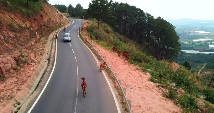 A herd of cows standinon the mountain asphalt road : cows stopped different mode of transport on the road,Vietnam road over Dalat area