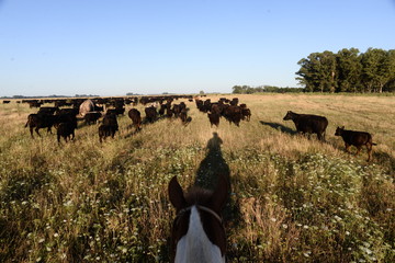 Arreo de vacas Angus, provincia de buenos Aires, Comodoro py, Bragado