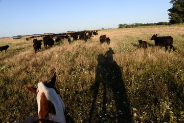 Arreo de vacas Angus, provincia de buenos Aires, Comodoro py, Bragado