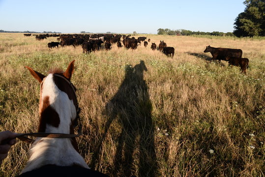 Arreo de vacas Angus, provincia de buenos Aires, Comodoro py, Bragado