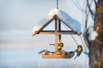 Two tit in the snowy winter bird feeder eating pork fat
