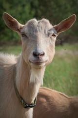 Portrait of very nice goat with a beard