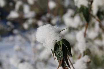 Schmetterlingstrauch mit Schnee bedeckt