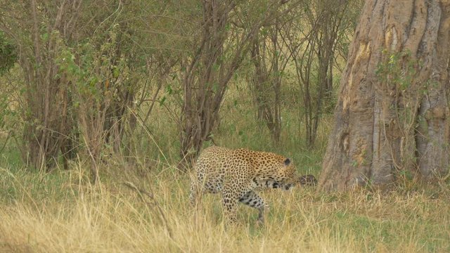 Leopard pooping and walking