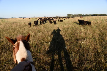 Arreo de vacas Angus, provincia de buenos Aires, Comodoro py, Bragado