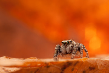 Jumping spider on an orange background