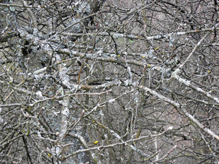 Croatian countryside meadows and forests near Zagreb,Europe,by very early spring,3