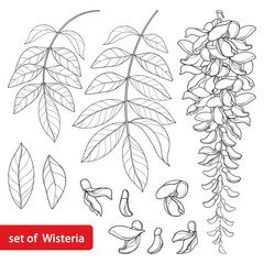 Vector set of outline Wisteria or Wistaria flower bunch, bud and leaves in black isolated on white background. Ornamental climbing plant Wisteria in contour style for spring design or coloring book.