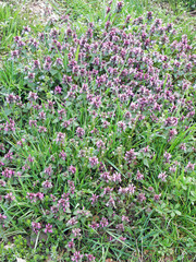 Croatian countryside meadows with wild flowers near Zagreb,Europe,by very early spring,8