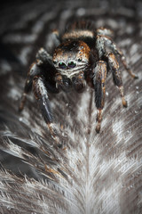 Jumping spider on the feathers and drops