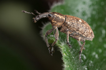 Polydrusus on the hairy and wet leaf