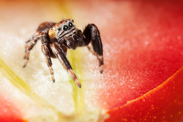 Jumping spider on the illuminated red tomato