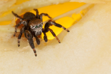 Jumping spider on a chopped yellow apple