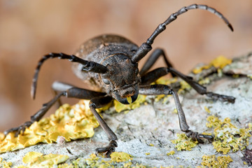 Weaver beetle with large antennae and yellow lichens