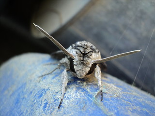 insect