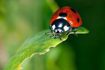 Little Ladybug on the green leaf - obrazy, fototapety, plakaty