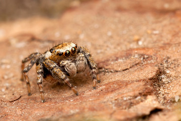 Jumping spider on the tree bark surface