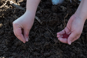 Young peasant woman planting seeds of carrots, radishes and beets in a warm black earth. Warm spring sunny day is good time for planting. Social assistance to farmers. Close-up view hands