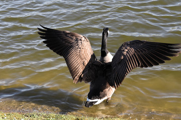 Gęsi kanadyjskie © Iwona