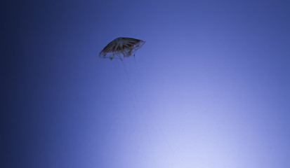 Jellyfish in water