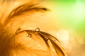 Water drops on a feather of gold color.Beautiful artistic macro., abstract natural background, artwork. Decorative background for the holiday. Selective focus.