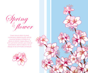 Vector corner bouquet with outline blooming Apricot flowers bunch on the blue background. Ornate blossoming branch of Apricot flower in pastel pink in contour style for spring design.