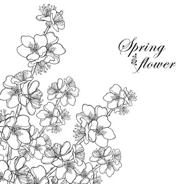 Vector corner bouquet with outline blooming Apricot flower bunch in black isolated on white background. Ornate blossom branch of Apricot flowers in contour style for spring design and coloring book.