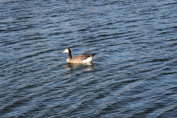 Gesi Kanadyjskie © Iwona