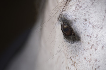 El ojo de un caballo español