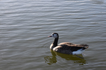 Gesi Kanadyjskie © Iwona