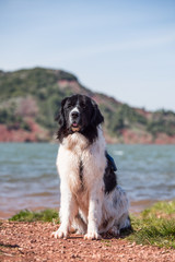 landseer water work rescue dog