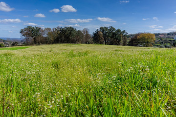 Green wild flowers field.