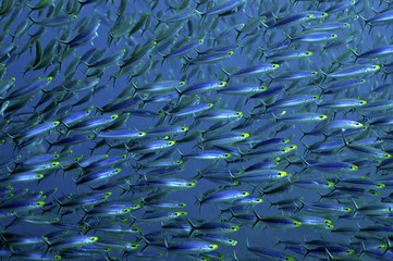 Bonaire Fish