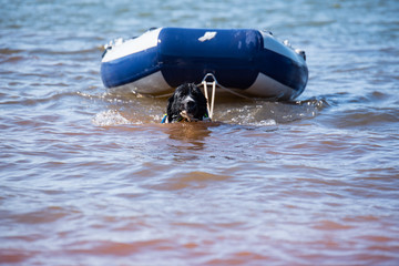 landseer water work rescue dog