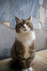 Obraz premium Niedliche Katze Portrait