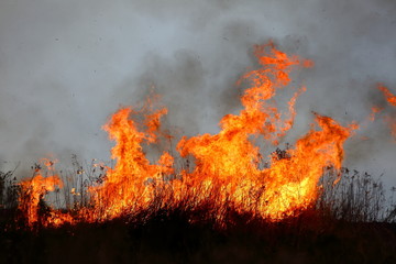 The fire of large areas of dry grass in the meadow can turn into a terrible tragedy as if it got...