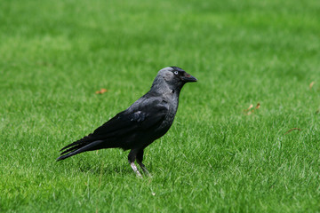 choucas dans une prairie
