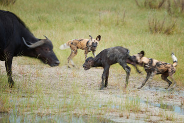 African Wild Dog, Lycaon pictus, pack killing buffalo calf defended by mother. African wildlife photography, blurred on purpose to express dynamic. Self Drive safari, Moremi, Okavango delta, Botswana.