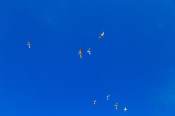 gulls flying against the blue sky