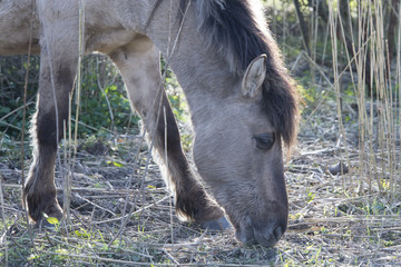 wild horse in the netherlands